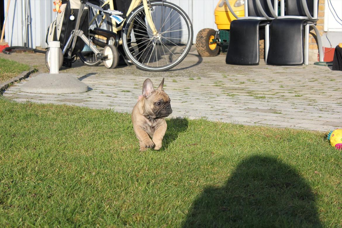 Fransk bulldog Kennel Frejos Alfred - 14.01.2012 - Alfred 10 uger billede 11