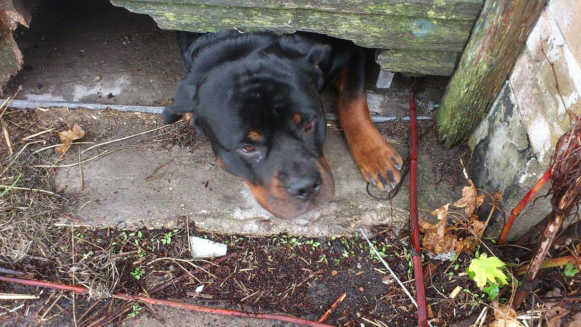 Rottweiler Bernhardt billede 8