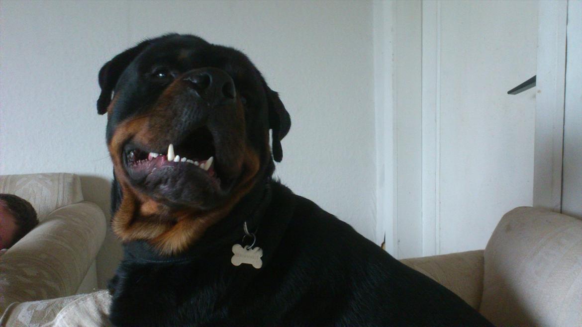 Rottweiler Bernhardt billede 9