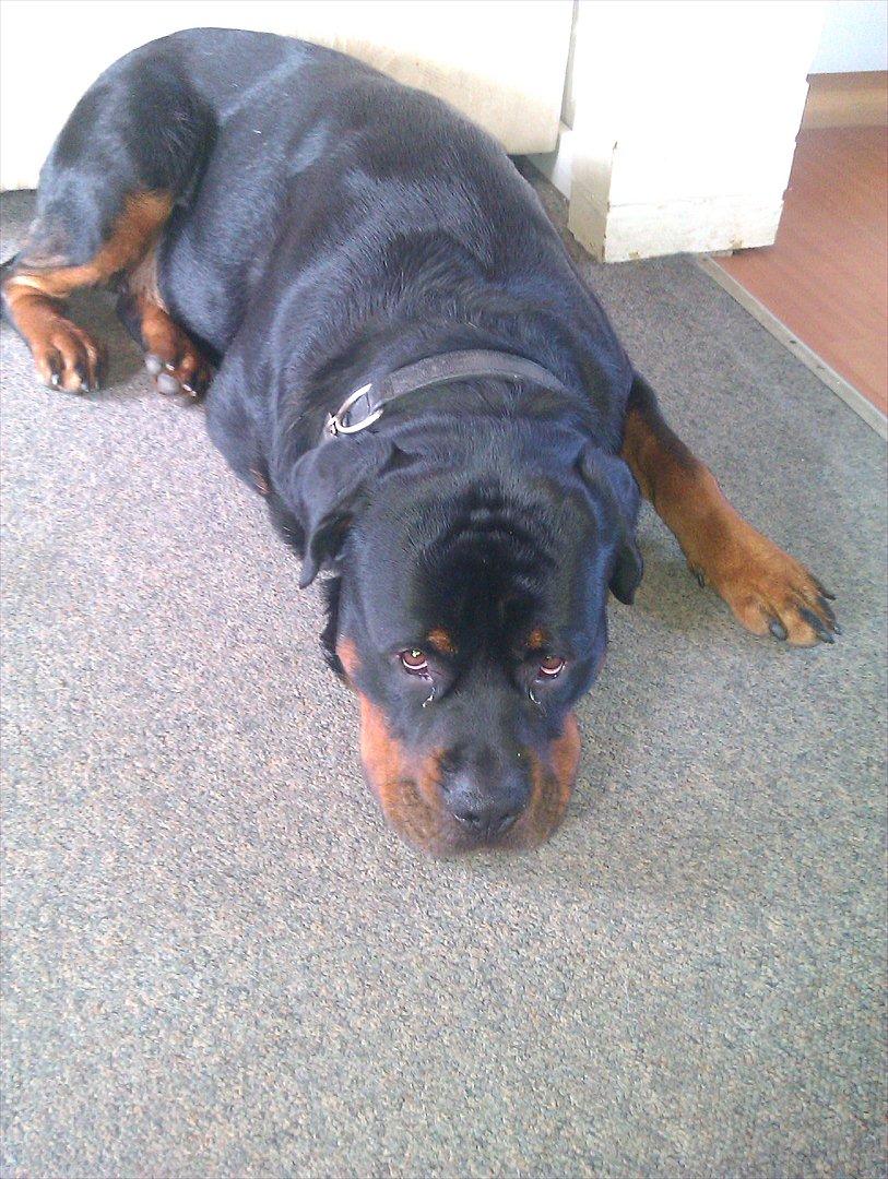 Rottweiler Bernhardt billede 10