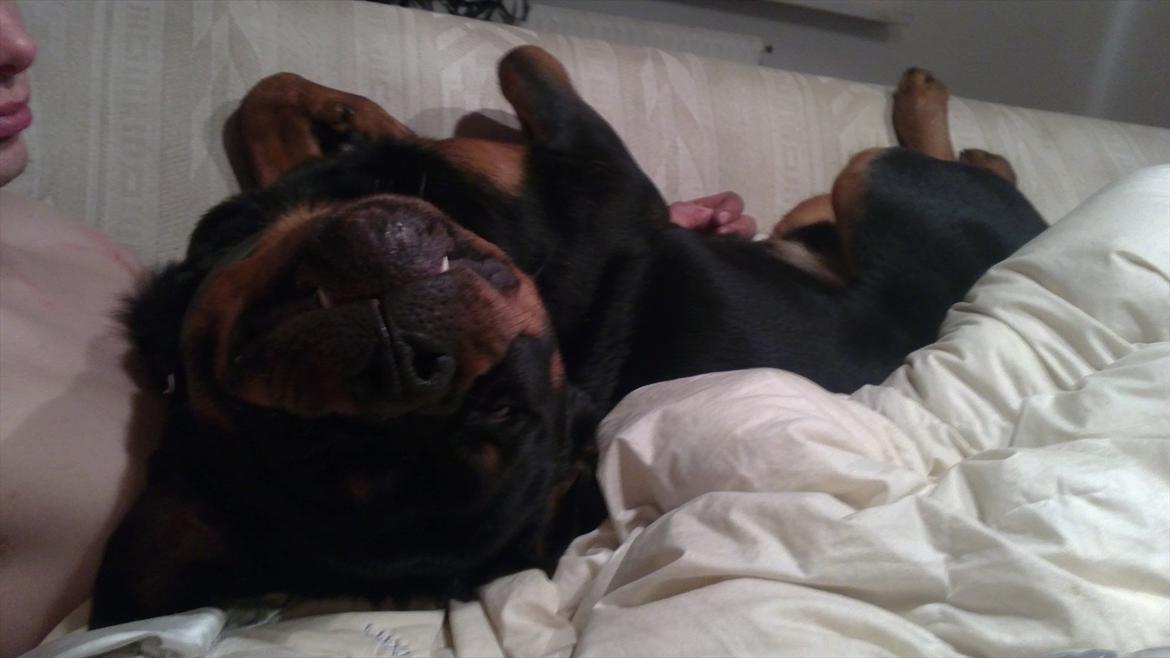 Rottweiler Bernhardt billede 11