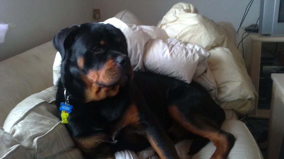 Rottweiler Bernhardt billede 12