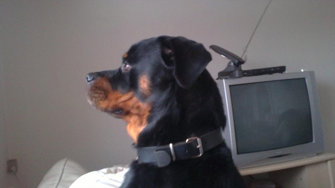 Rottweiler Bernhardt billede 13