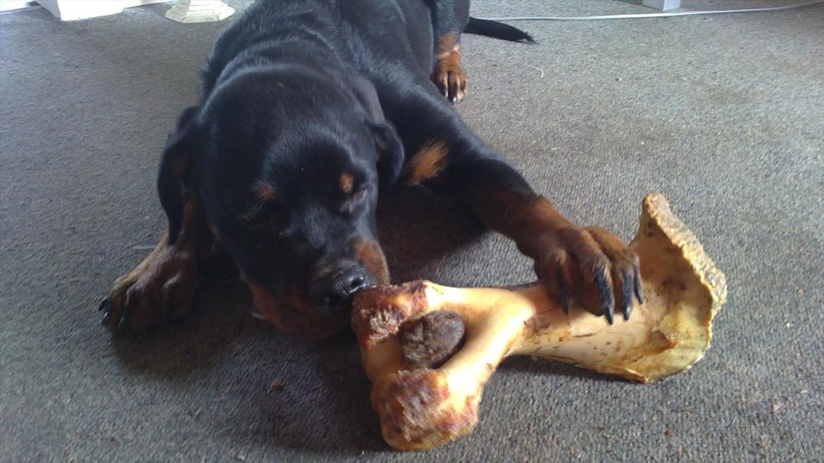 Rottweiler Bernhardt billede 14