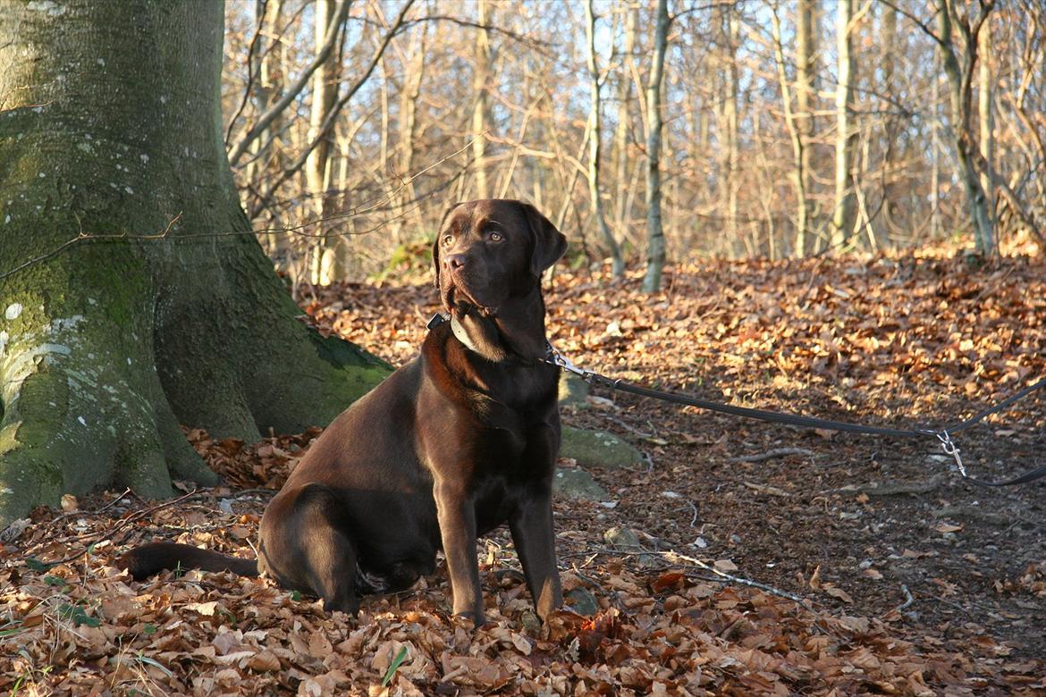 Labrador retriever Mikker - I skoven. 1,5 år billede 17