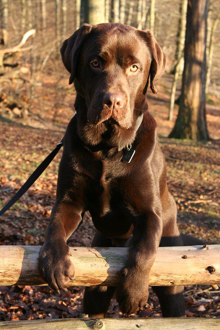 Labrador retriever Mikker - Skoven 1,5 år billede 1