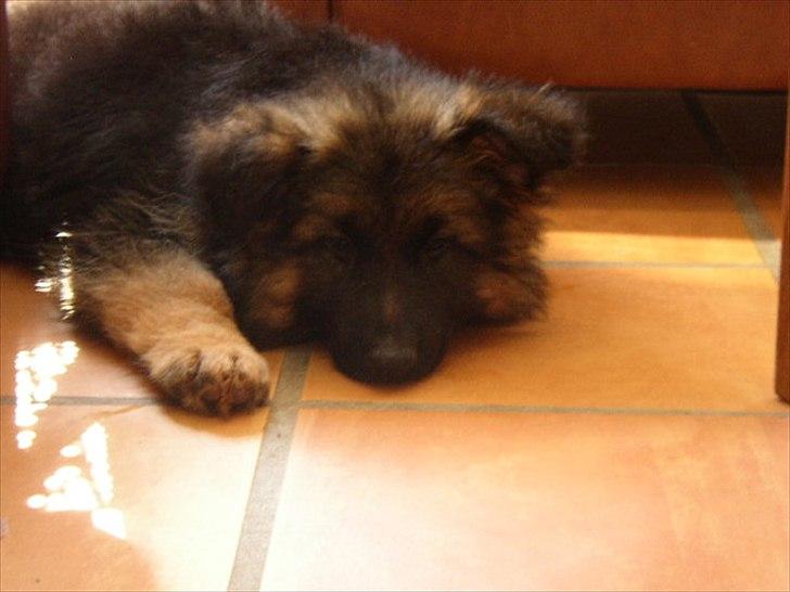 Schæferhund kenzo <3 billede 5