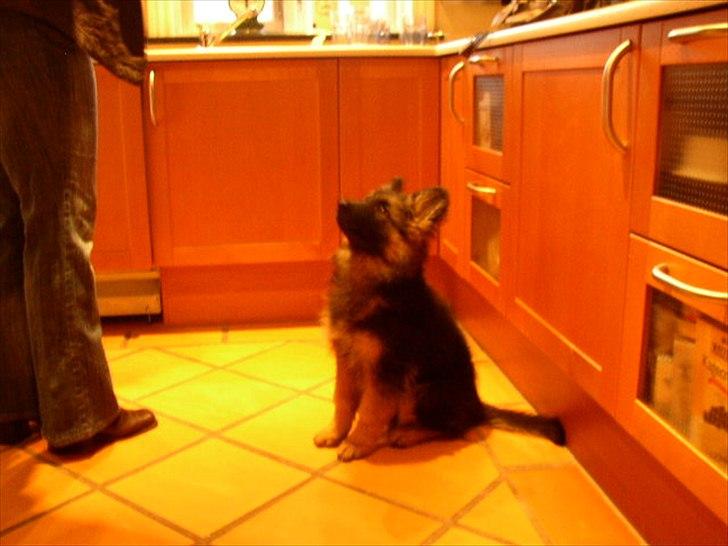 Schæferhund kenzo <3 billede 6