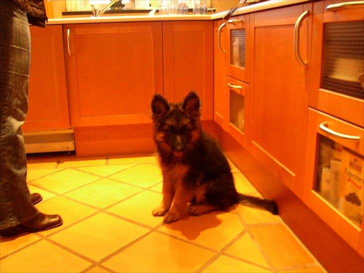 Schæferhund kenzo <3 billede 7