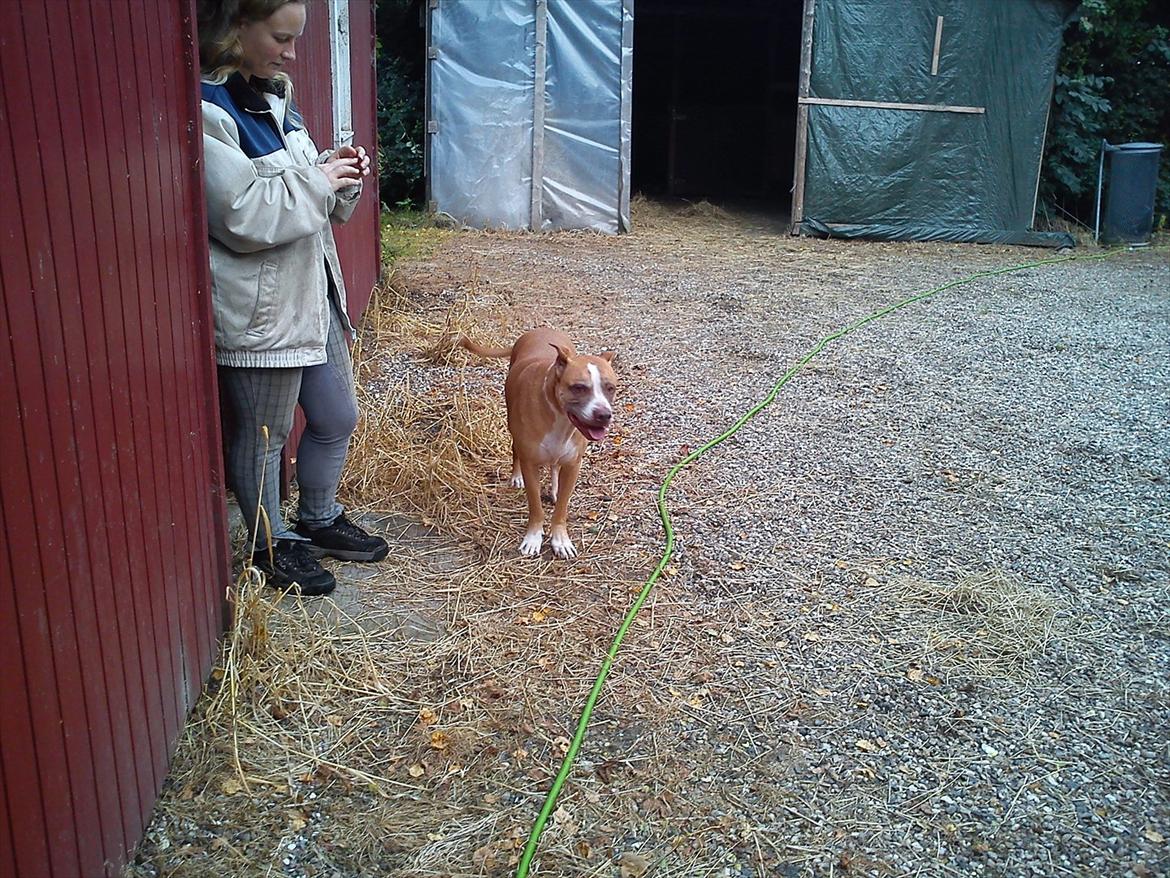 Blanding af racer Lundte billede 4