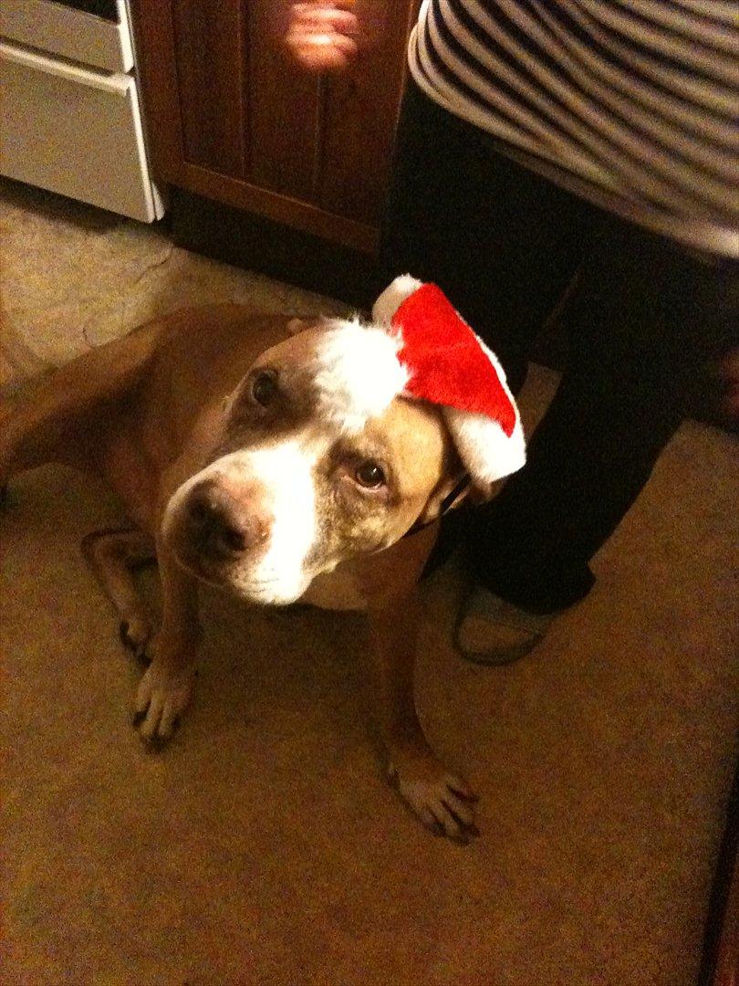 Blanding af racer Lundte - Jul '11 billede 3