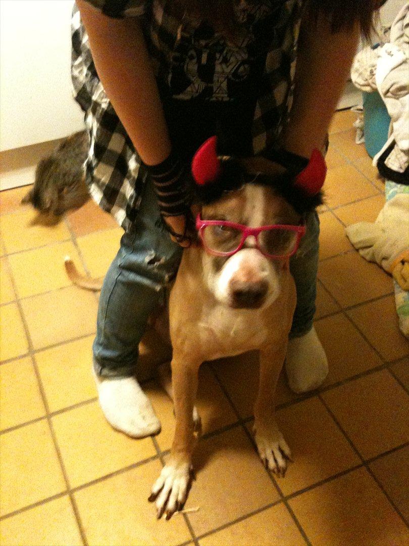 Blanding af racer Lundte - Nytår '11/'12. Evil Eyes ! billede 1