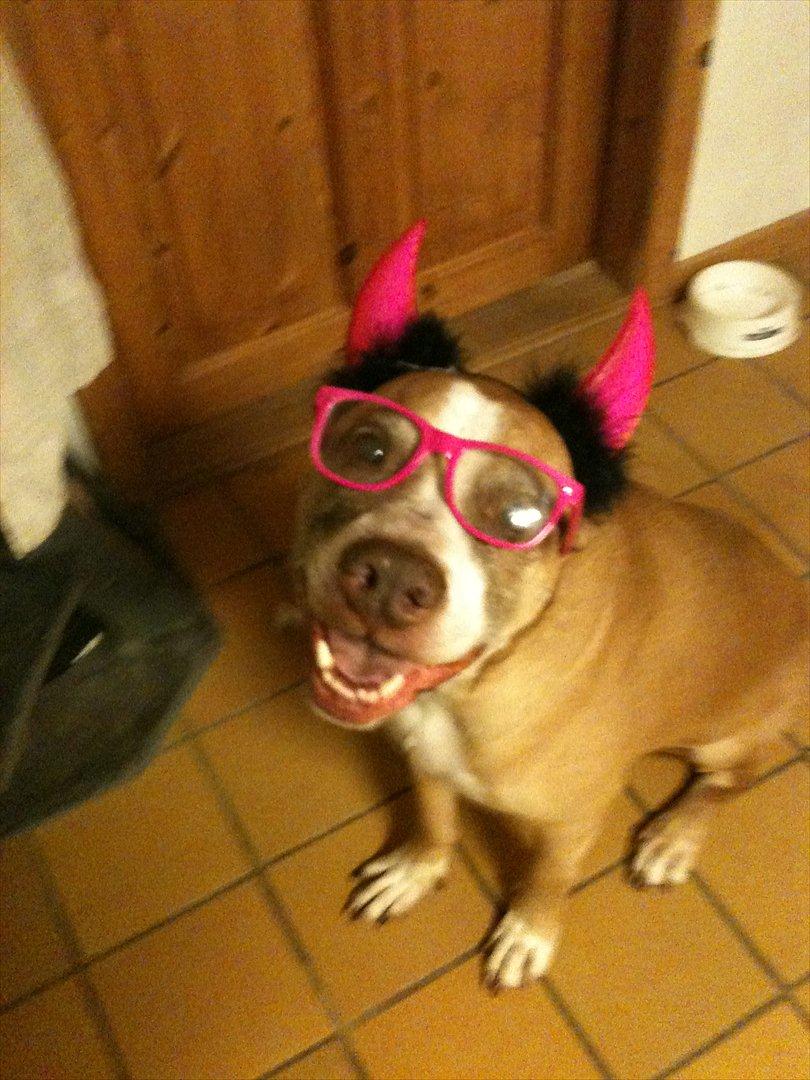 Blanding af racer Lundte billede 2