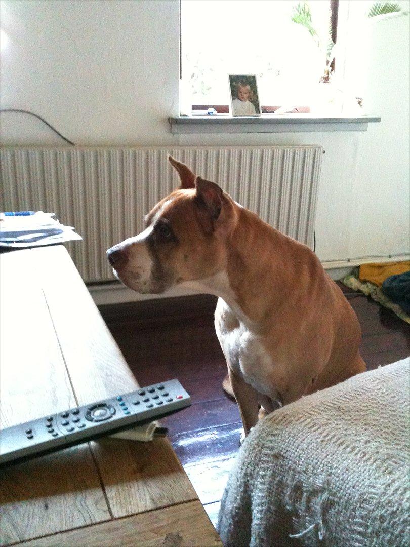 Blanding af racer Lundte billede 5