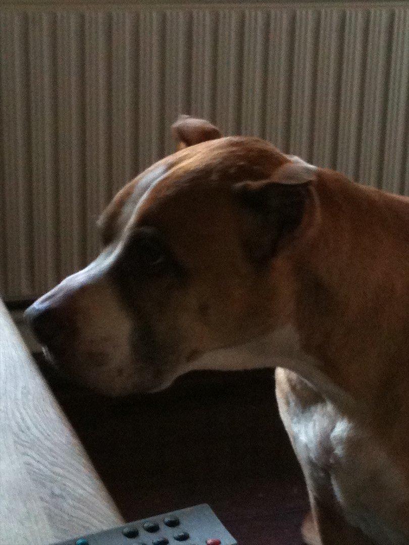 Blanding af racer Lundte - Kigger man sørgeligt nok.. så får man mad.. Tror Lundte billede 6