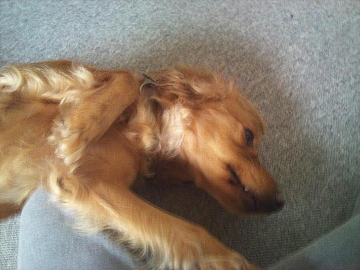 Cocker spaniel Pixi billede 11