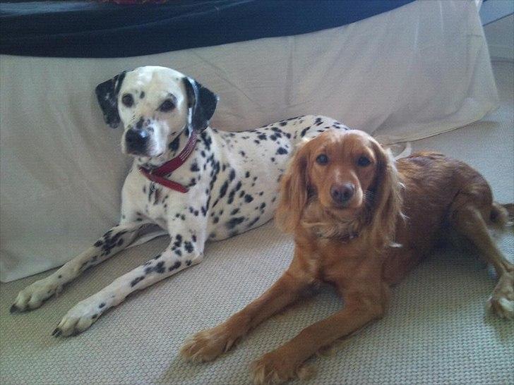 Cocker spaniel Pixi billede 12