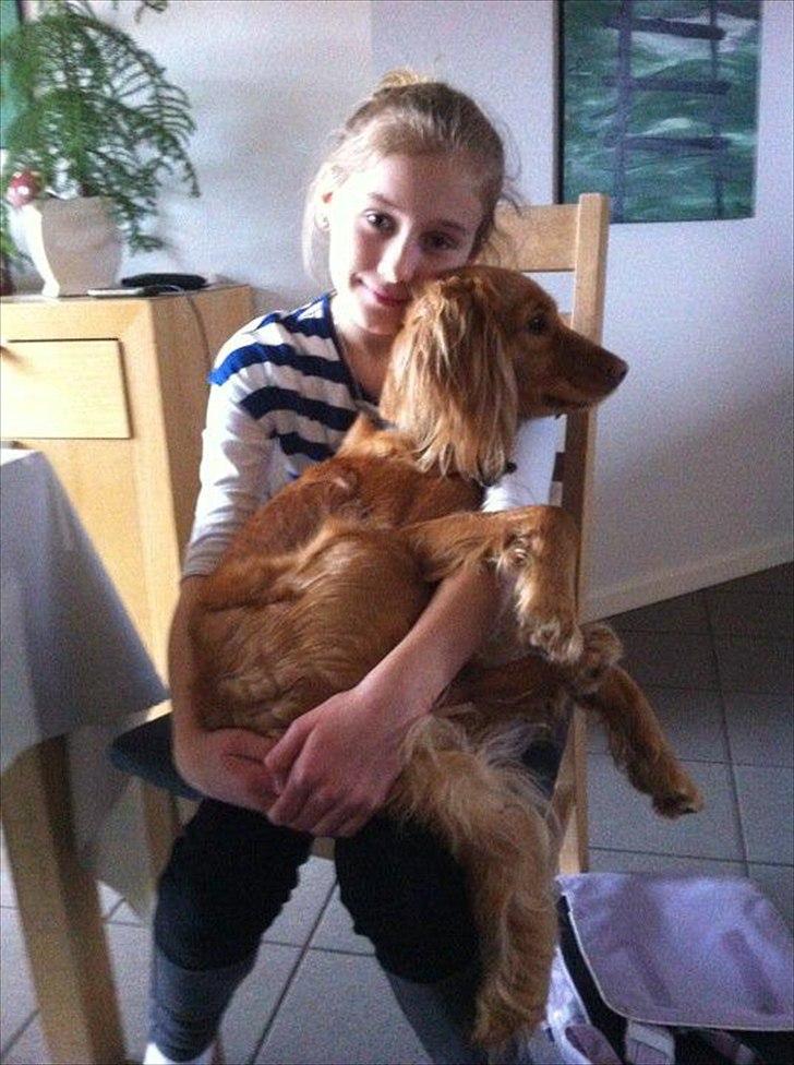 Cocker spaniel Pixi billede 13