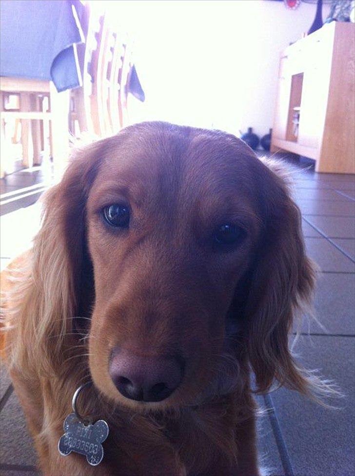 Cocker spaniel Pixi billede 15