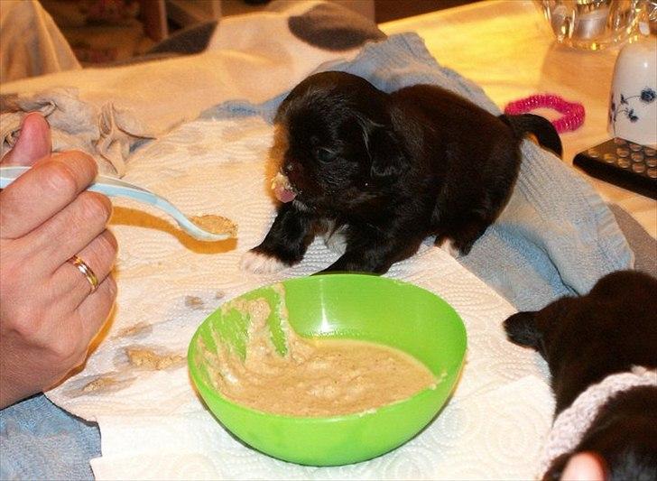 Shih tzu Valde billede 7