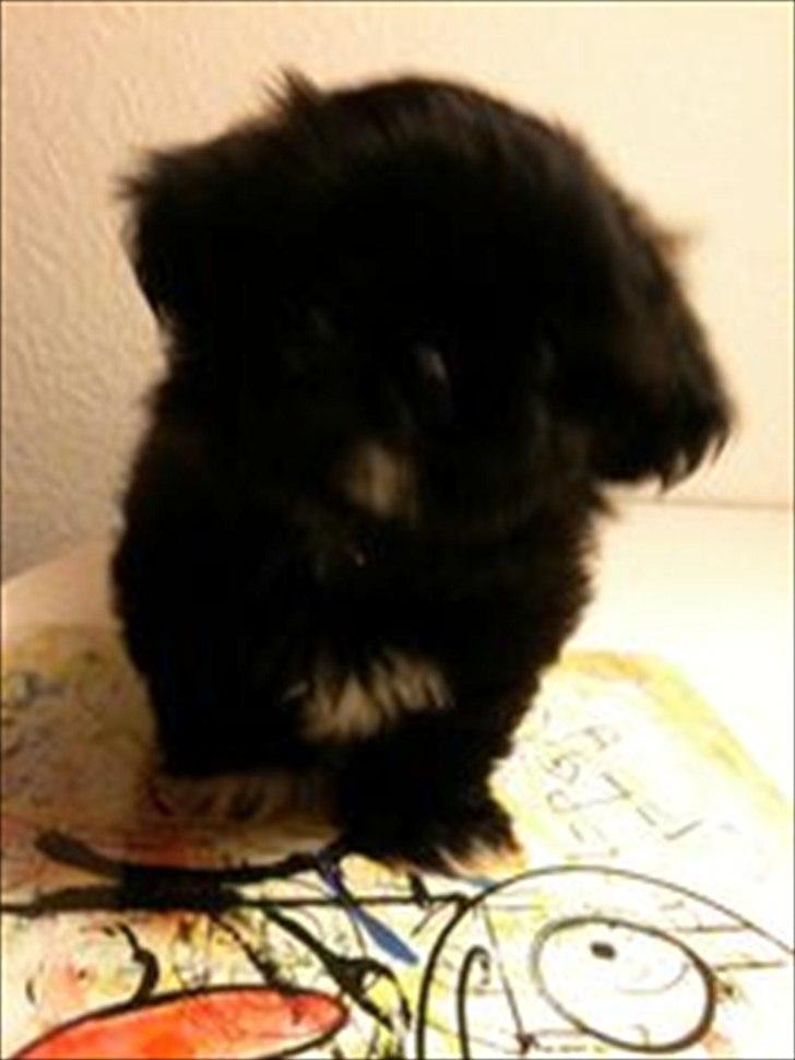 Shih tzu Valde billede 8