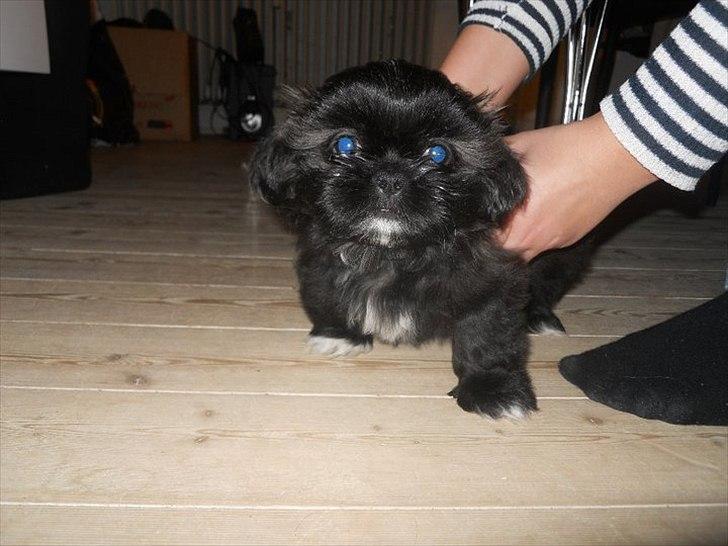 Shih tzu Valde billede 1