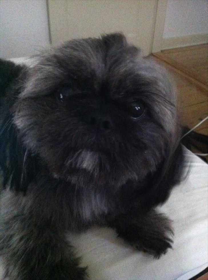Shih tzu Valde billede 9