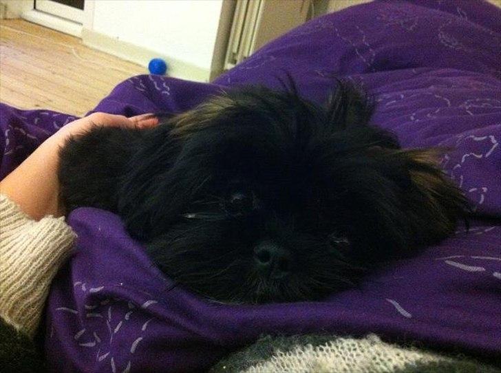 Shih tzu Valde billede 10