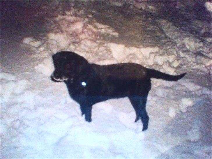 Labrador retriever Nille (Fie) - Nille i sneen! :D billede 1