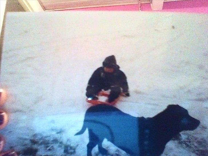 Labrador retriever Nille (Fie) billede 2