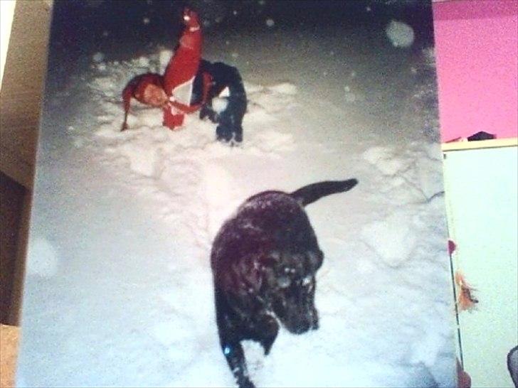 Labrador retriever Nille (Fie) billede 3