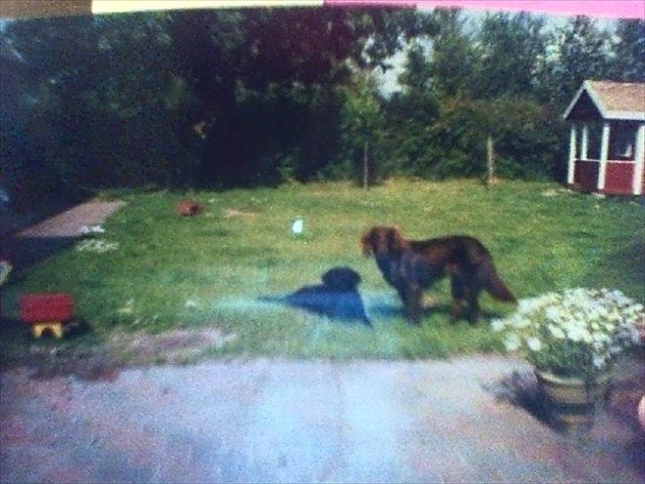 Labrador retriever Nille (Fie) - Nille og Puck hygger! :D billede 4