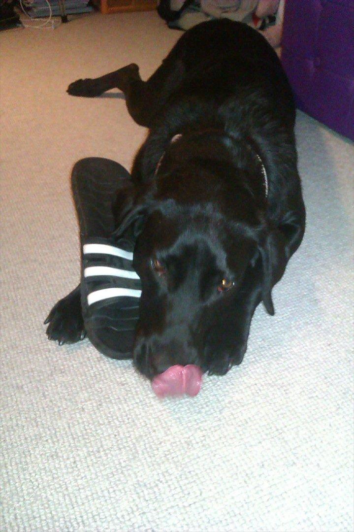 Labrador retriever Nille (Fie) - Et af de sidste billeder inden Nille blev aflivet :'( billede 5