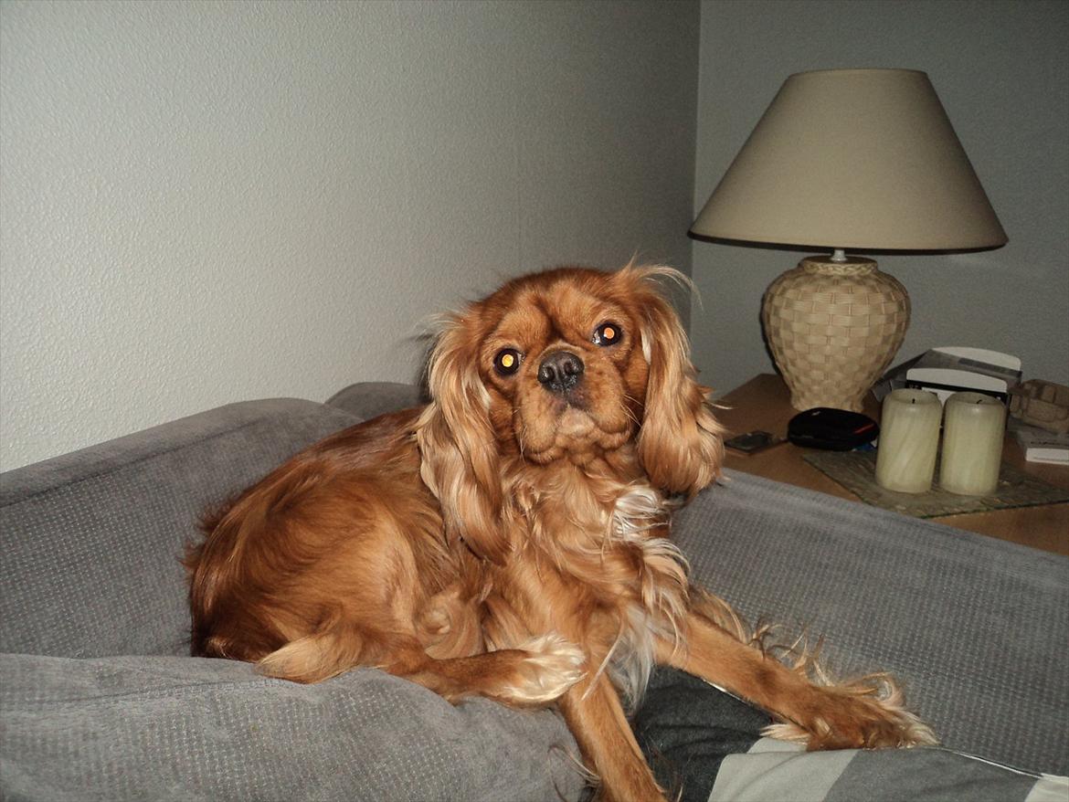 Cavalier king charles spaniel bassemand (himmelhund) billede 1