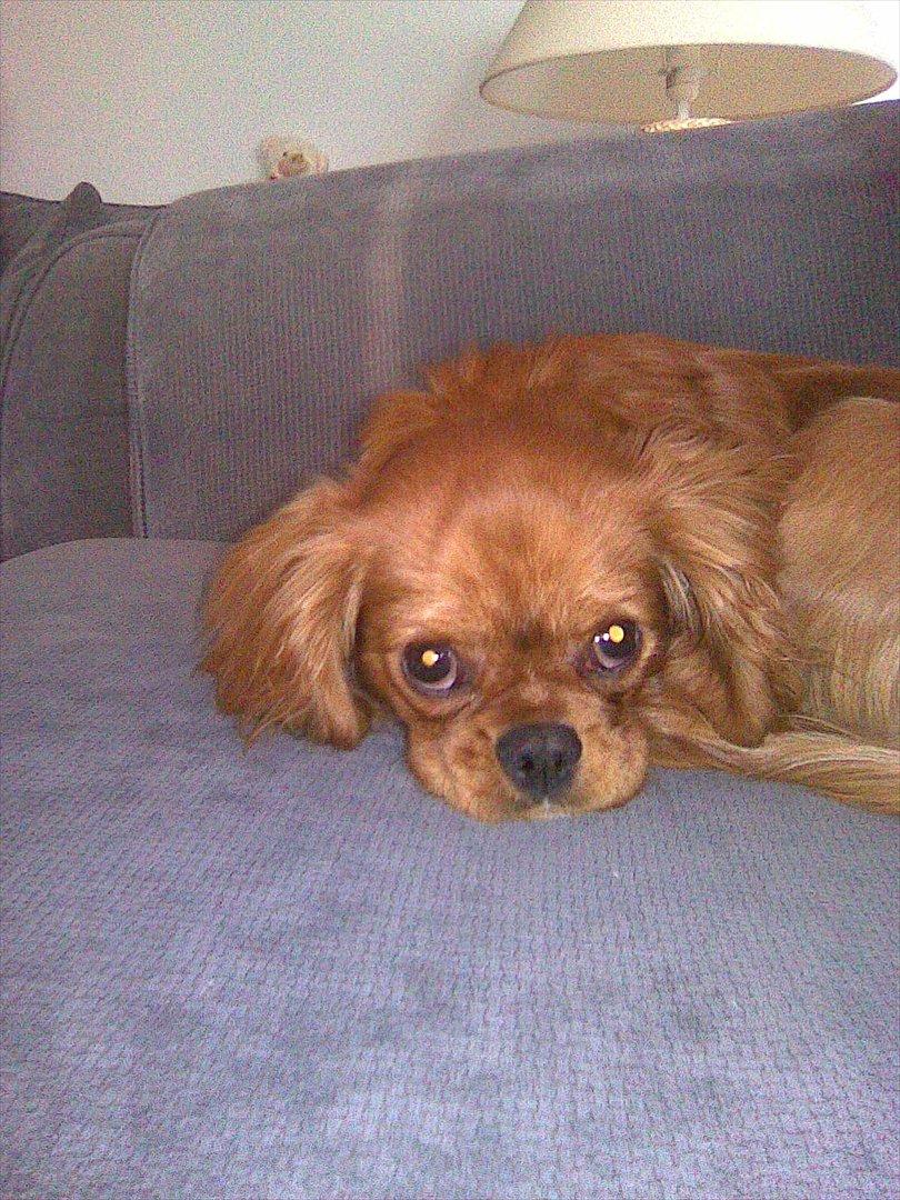 Cavalier king charles spaniel bassemand (himmelhund) billede 2