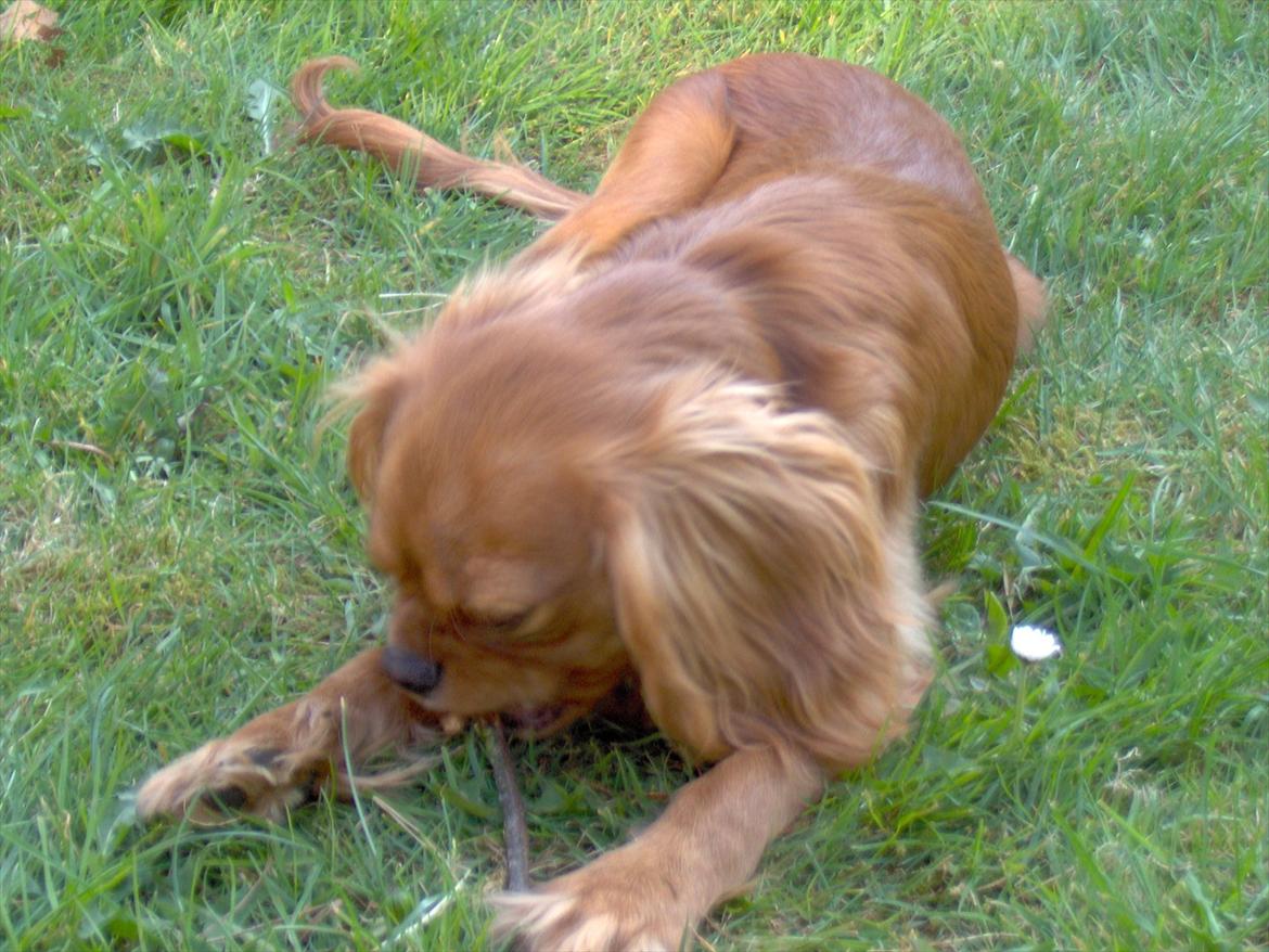 Cavalier king charles spaniel bassemand (himmelhund) billede 5