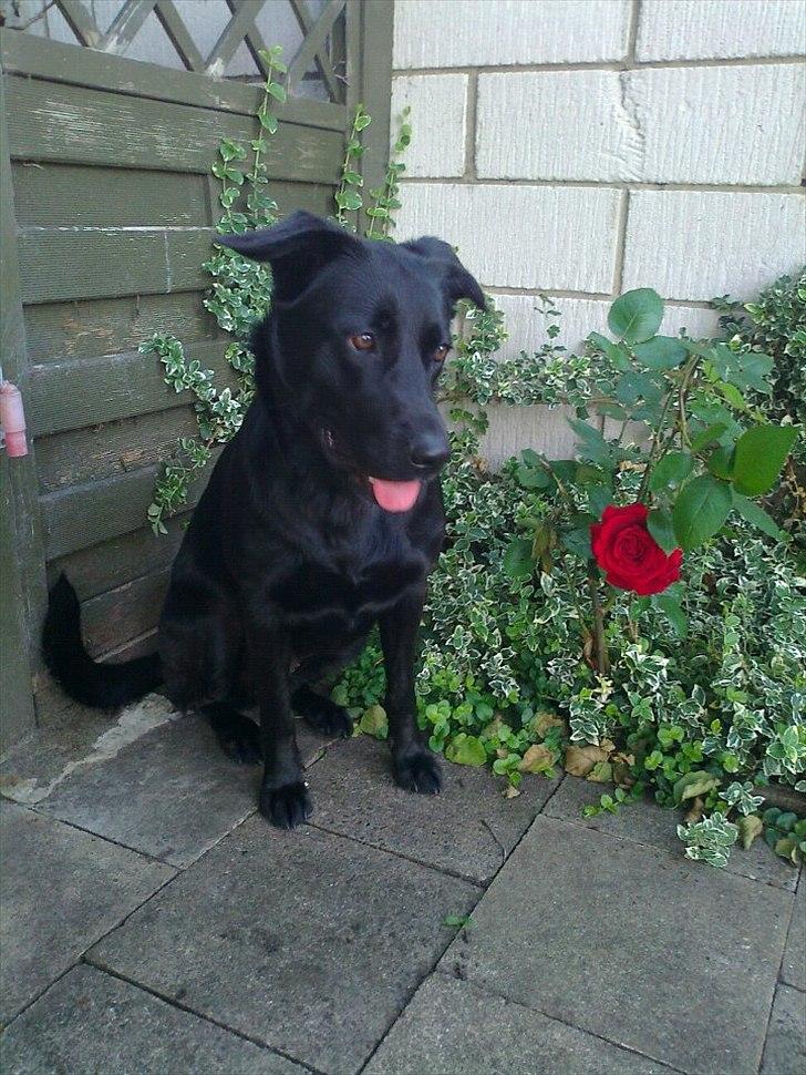 Blanding af racer Snupti - Snupti fotograferet sammen med havens sidste rose. 10 minutter senere var den også væk ;-) billede 1