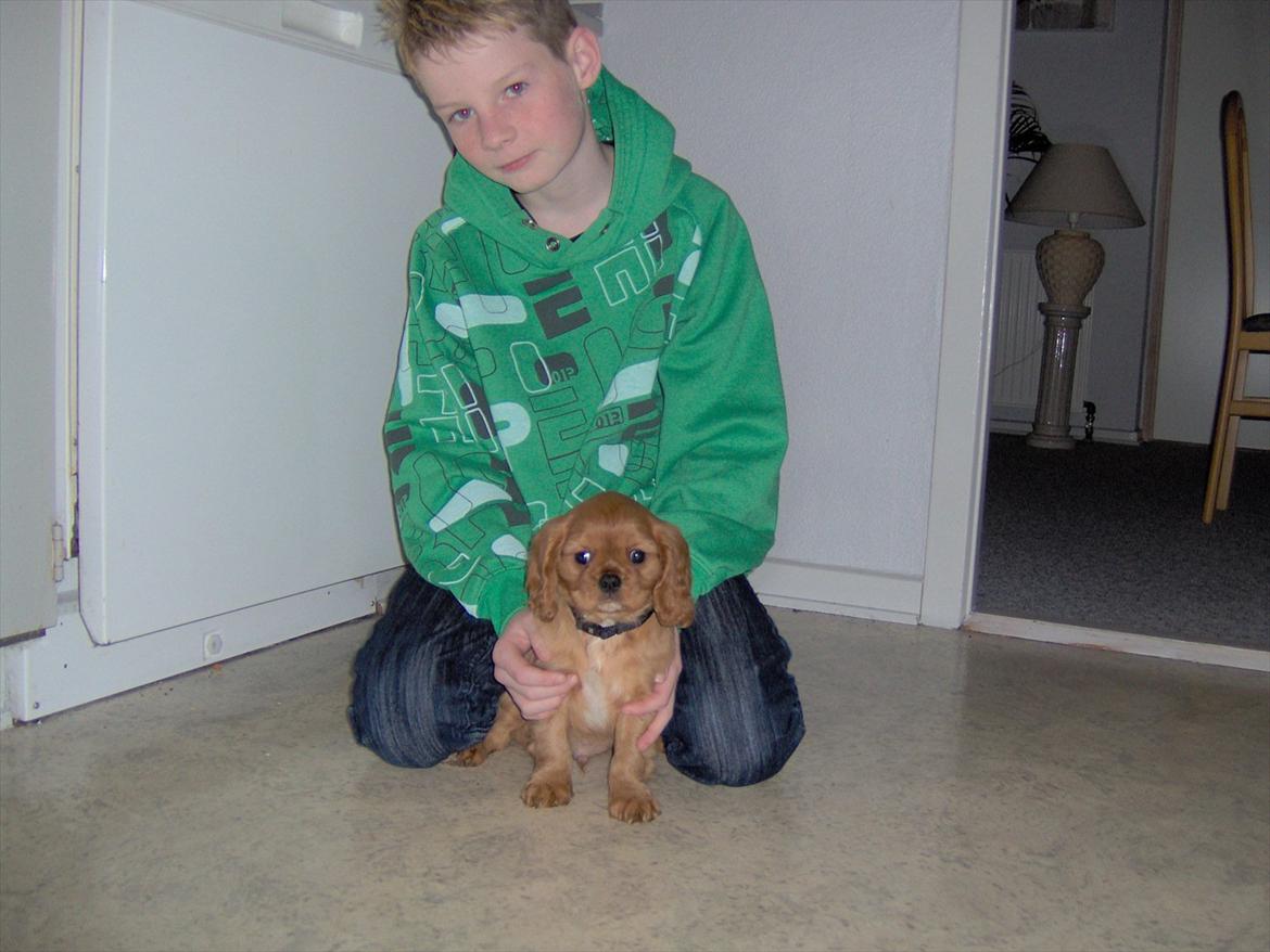 Cavalier king charles spaniel bassemand (himmelhund) billede 7