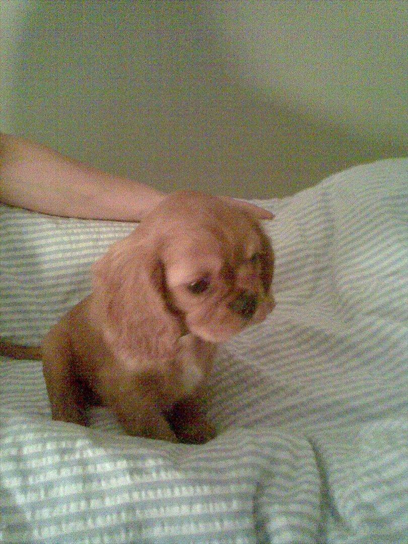 Cavalier king charles spaniel bassemand (himmelhund) billede 9