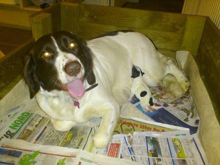 Drentsche patrijshond Lady billede 9