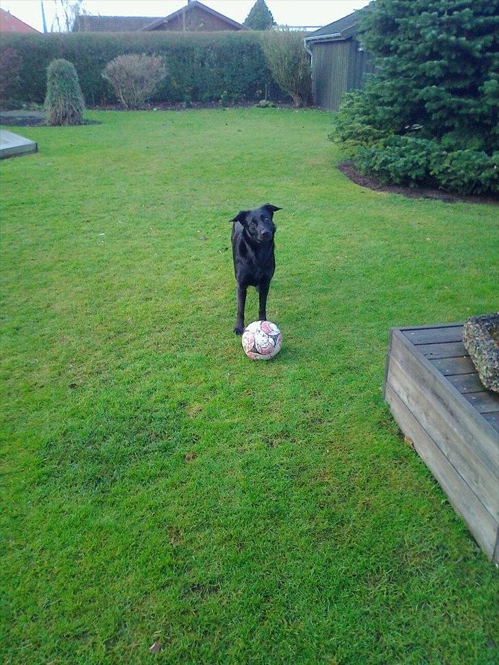 Blanding af racer Snupti - Skal vi spille fodbold? billede 2