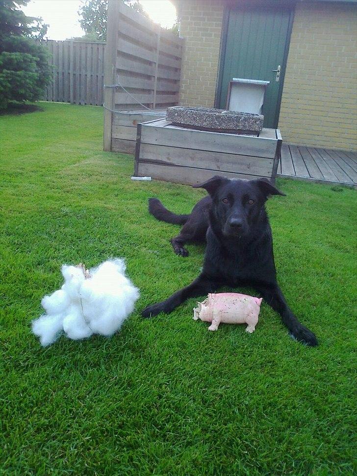 Blanding af racer Snupti - Ups! Alt det hvide er grisens "indvolde" :-P billede 3