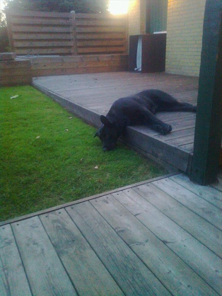 Blanding af racer Snupti - Dejligt at slappe af på terrassen :-) billede 4