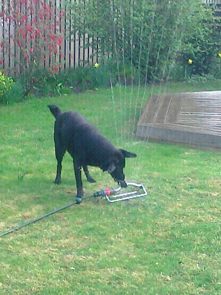 Blanding af racer Snupti - Hehe, det her er altså sjovt! billede 5