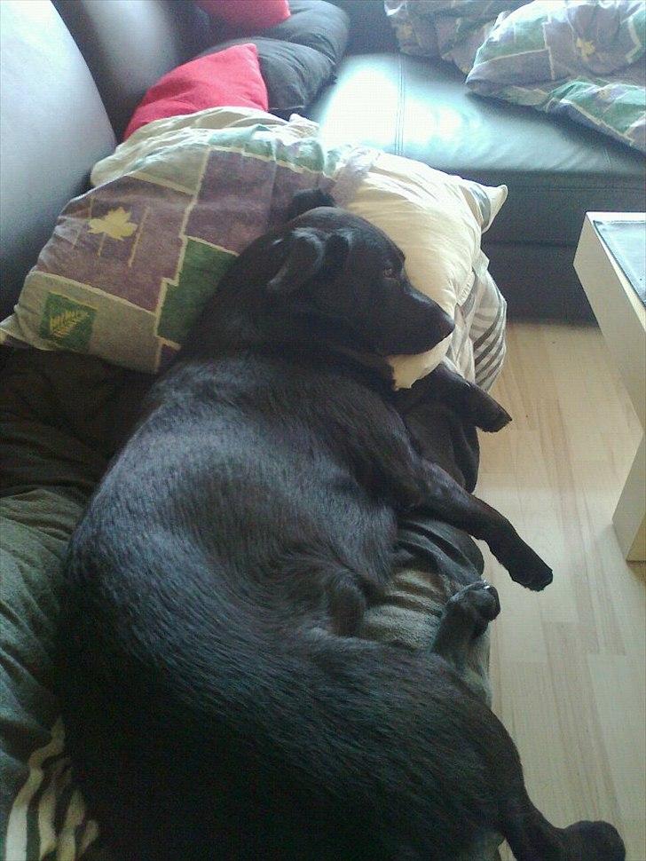 Blanding af racer Snupti - Skønt med lidt afslapning på sofaen :-) billede 6