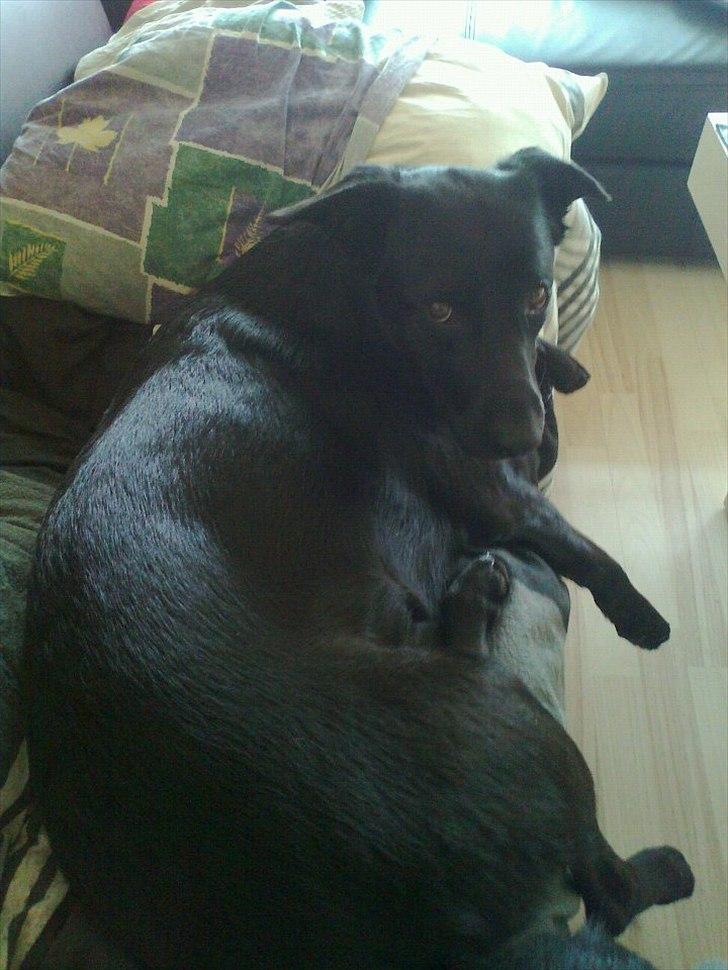 Blanding af racer Snupti - Skal vi ikke putte bare liiiidt mere? ;-) billede 7