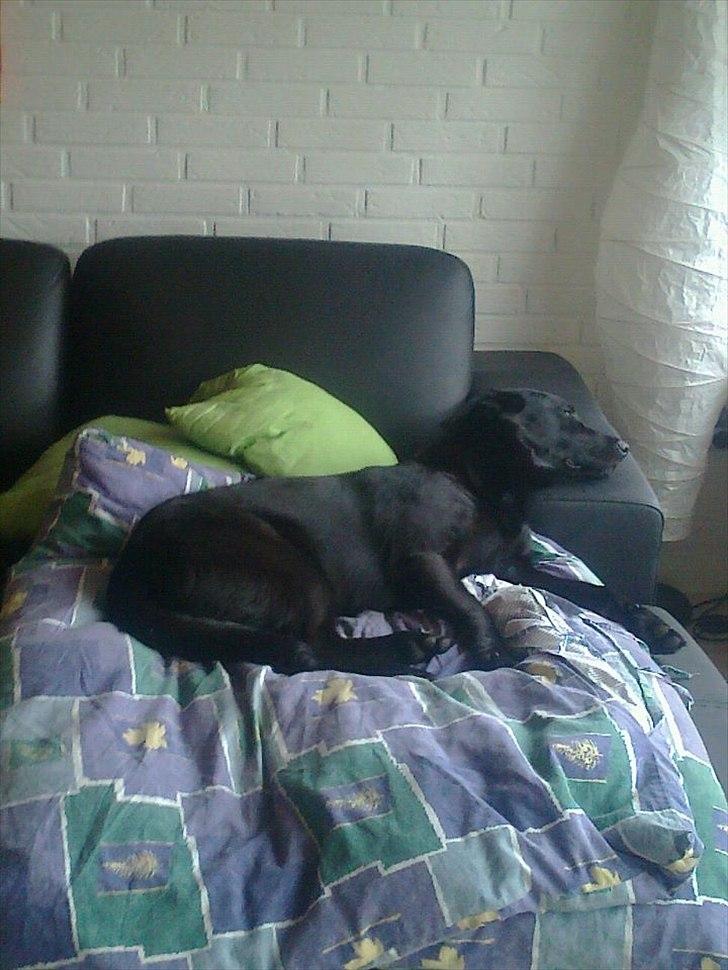 Blanding af racer Snupti - Skønt at ligge lunt og godt på sofaen og stadig kunne følge med i hvad der sker i haven :-) billede 8