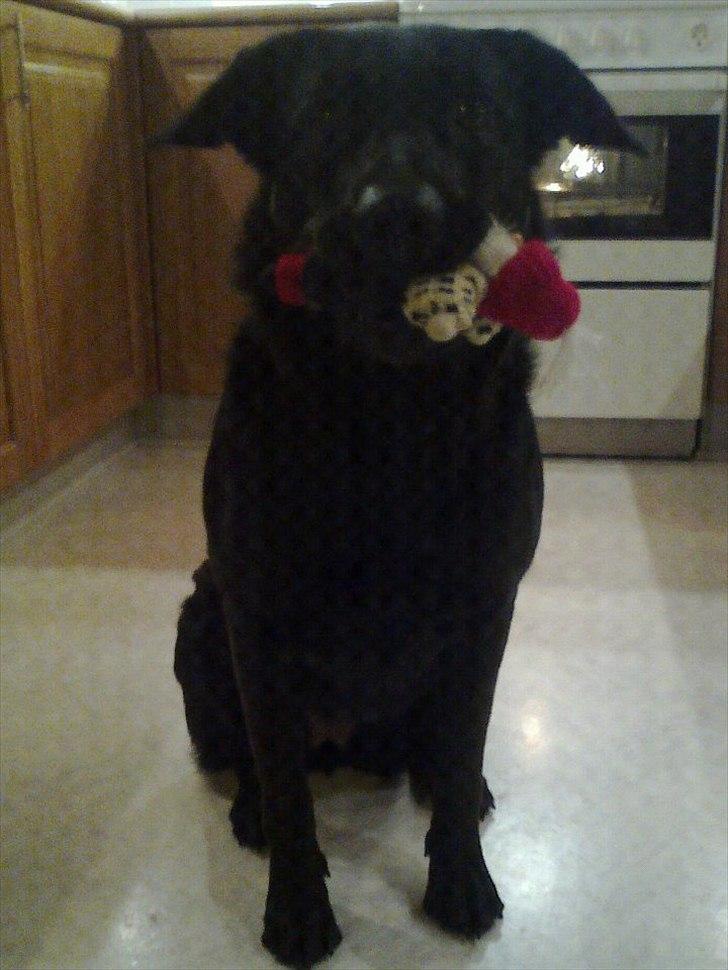 Blanding af racer Snupti - Jamen er julepynten da ikke legetøj til mig? ;-) billede 9