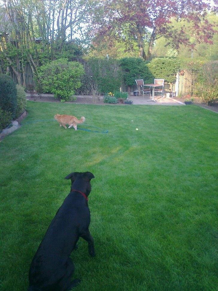 Blanding af racer Snupti - Han er så sød min fætter Ludwig, men jeg er nu også lidt bange for ham :-P billede 10