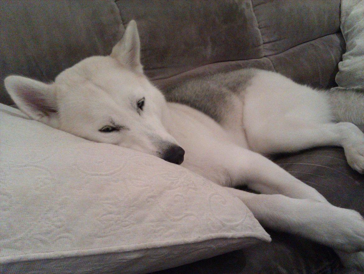 Siberian husky Novo billede 7